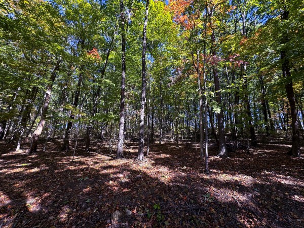 Tract 7 - Easterday Woods property photo