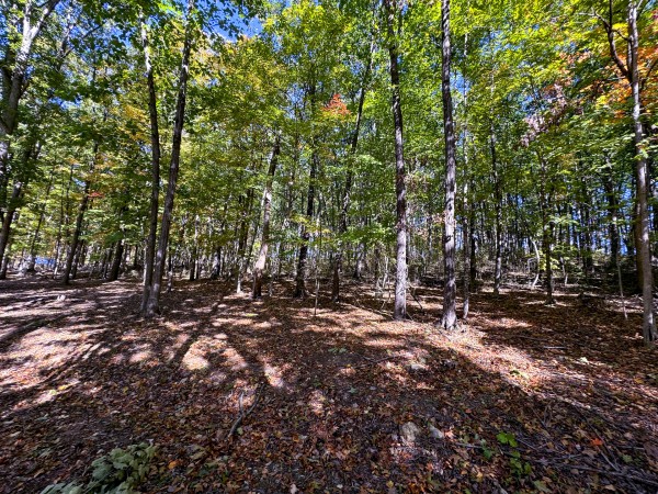 Tract 7 - Easterday Woods property photo