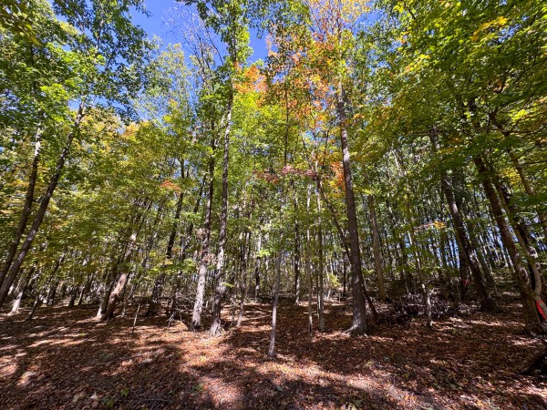 More of Tract 7 - Easterday Woods