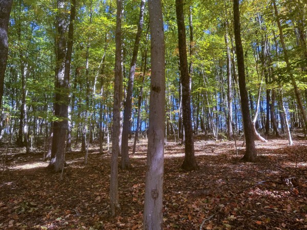 Tract 8 - Easterday Woods property photo