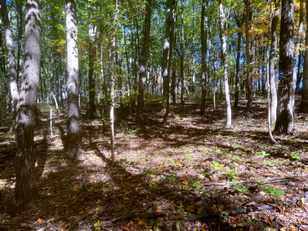 Tract 8 - Easterday Woods property photo