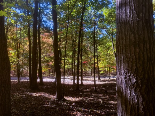 Tract 8 - Easterday Woods property photo