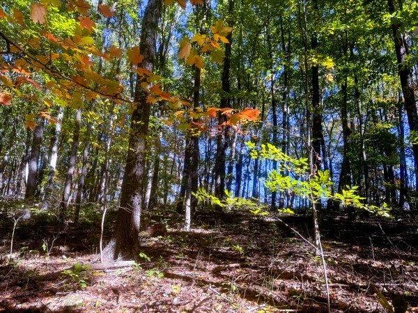 Tract 8 - Easterday Woods property photo