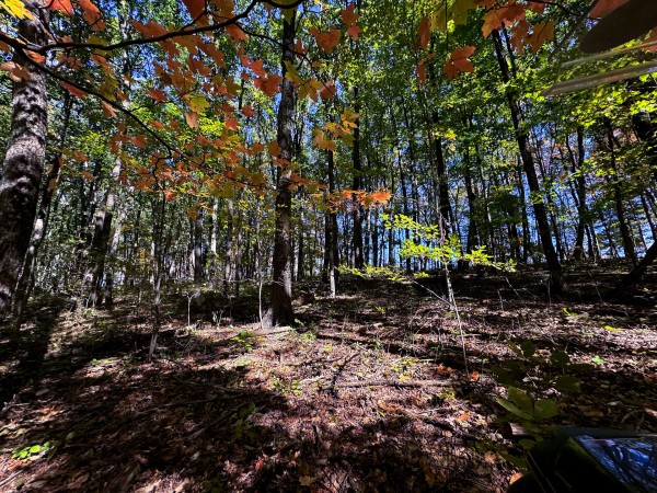 Tract 8 - Easterday Woods property photo
