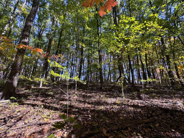 Tract 8 - Easterday Woods property photo