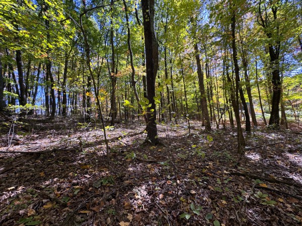Tract 8 - Easterday Woods property photo