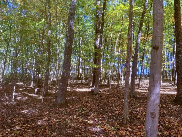 Tract 8 - Easterday Woods property photo