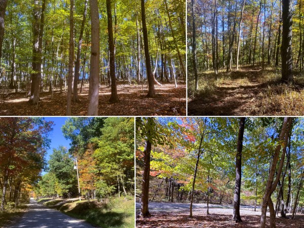 Tract 8 - Easterday Woods property photo