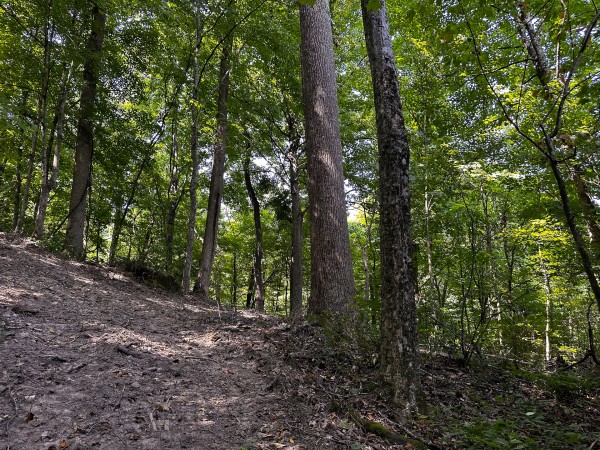 Tract 2 - The Woods at Titus property photo