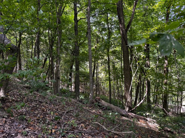 Tract 2 - The Woods at Titus property photo