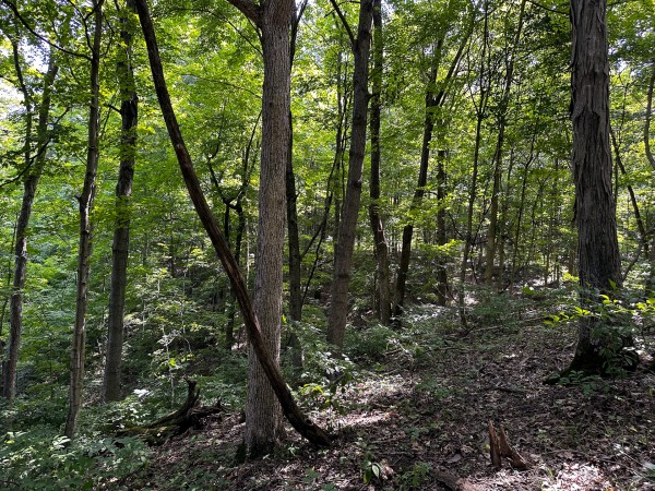 Tract 2 - The Woods at Titus property photo