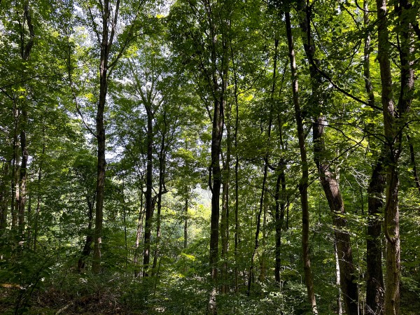 Tract 2 - The Woods at Titus property photo