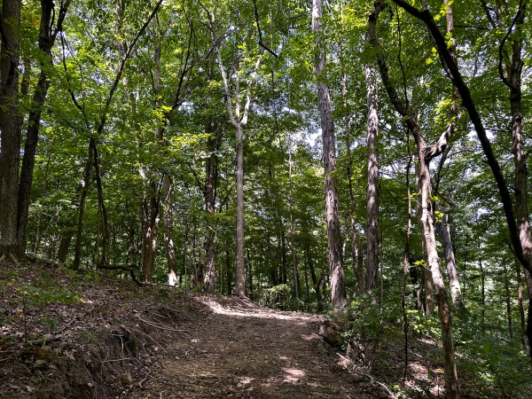 Tract 2 - The Woods at Titus property photo