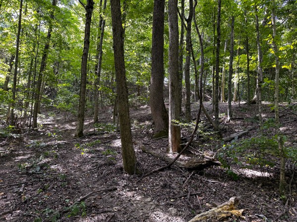 Tract 2 - The Woods at Titus property photo