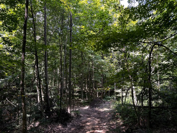 Tract 2 - The Woods at Titus property photo