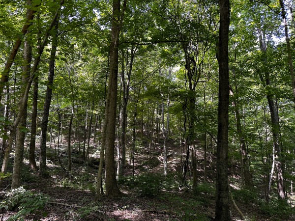 Tract 2 - The Woods at Titus property photo