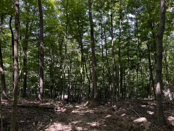 Tract 2 - The Woods at Titus property photo