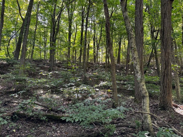 Tract 2 - The Woods at Titus property photo