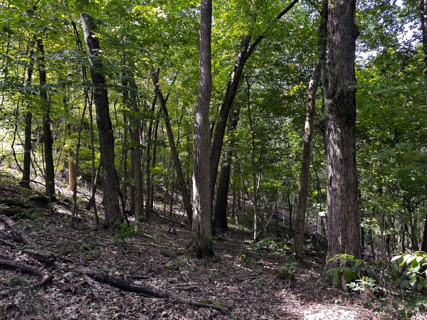 Tract 2 - The Woods at Titus property photo