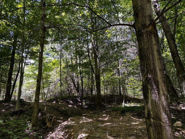 Tract 10 at The Woods at Titus property photo