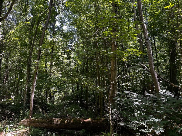 Tract 10 at The Woods at Titus property photo