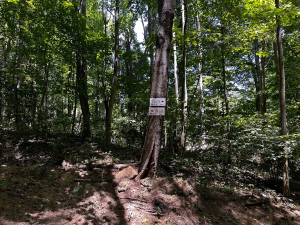 More of Tract 10 at The Woods at Titus
