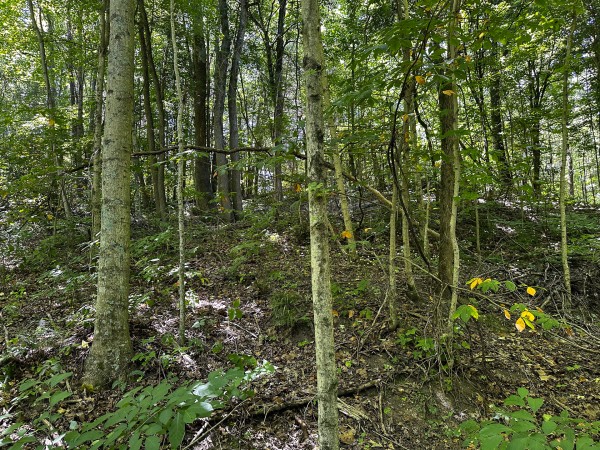Tract 10 at The Woods at Titus property photo
