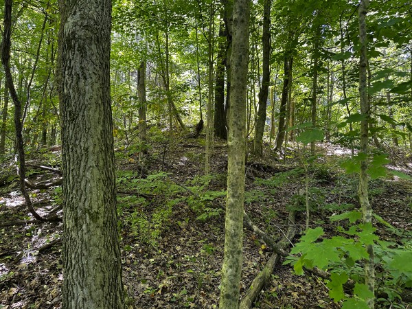 Tract 10 at The Woods at Titus property photo