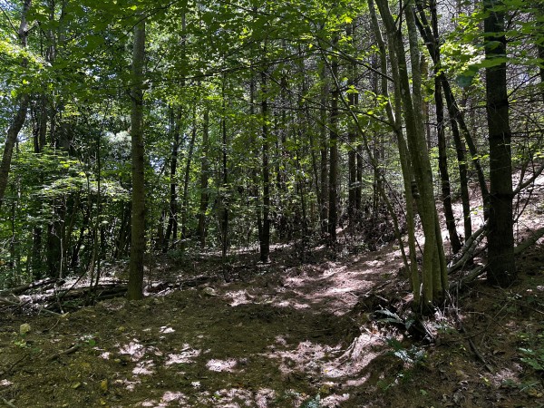 Tract 10 at The Woods at Titus property photo