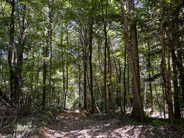Tract 10 at The Woods at Titus property photo