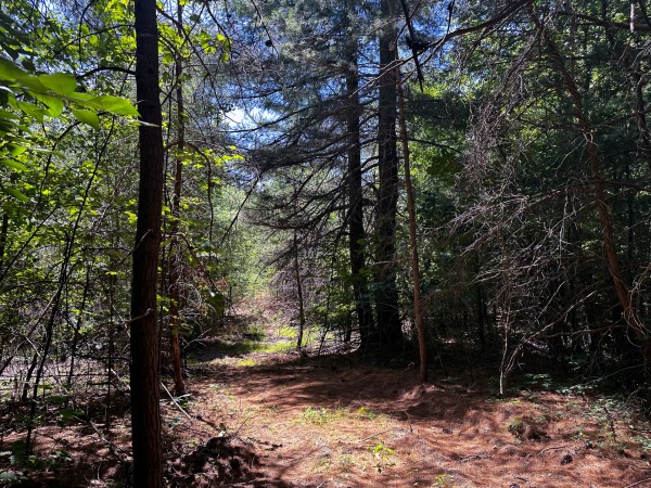 More of Tract 10 at The Woods at Titus