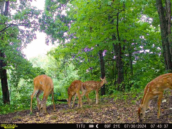 More of Tract 10 at The Woods at Titus