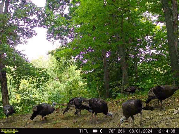 More of Tract 10 at The Woods at Titus