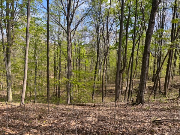 Tract 13 - Albany Woods property photo