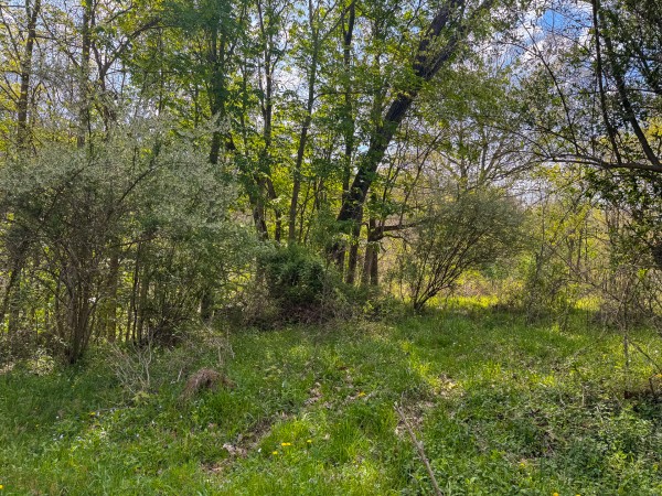 Tract 13 - Albany Woods property photo