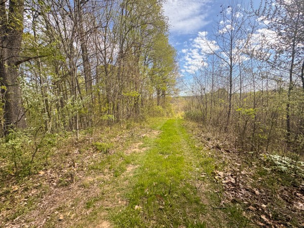 Tract 13 - Albany Woods property photo
