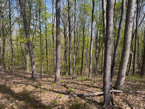 Tract 13 - Albany Woods property photo