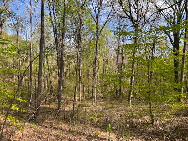 Tract 13 - Albany Woods property photo