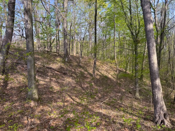 Tract 13 - Albany Woods property photo
