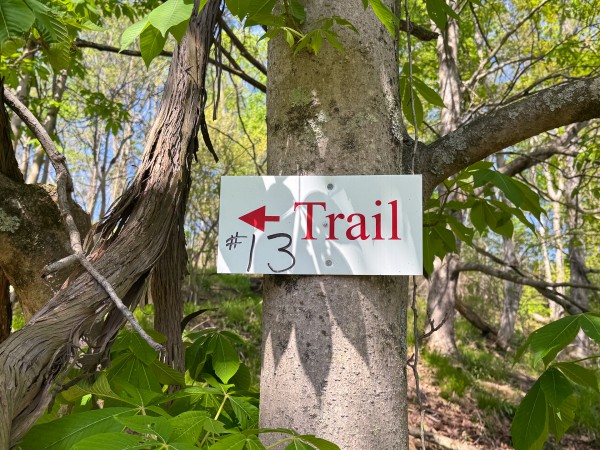 More of Tract 13 - Albany Woods