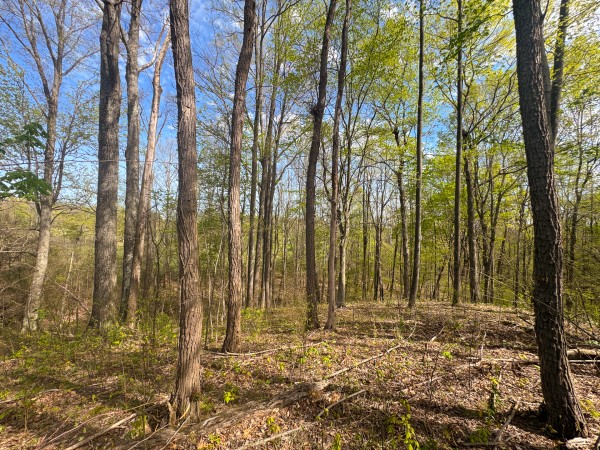 Tract 13 - Albany Woods property photo