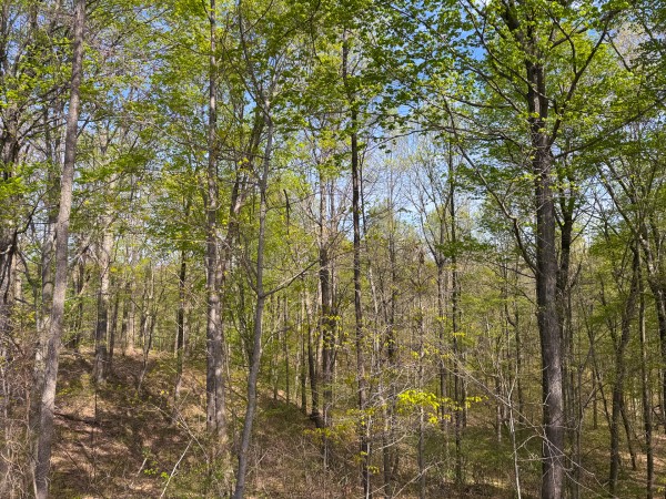 Tract 13 - Albany Woods property photo