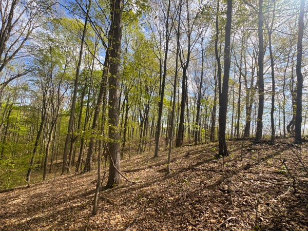 More of Tract 13 - Albany Woods