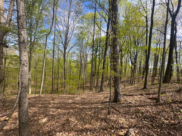 More of Tract 13 - Albany Woods