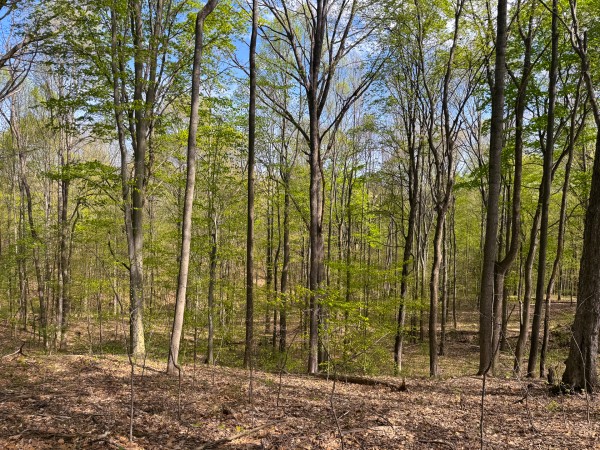 More of Tract 13 - Albany Woods