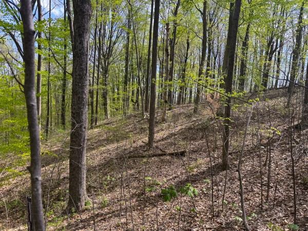 More of Tract 13 - Albany Woods