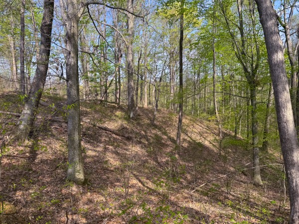 Tract 13 - Albany Woods property photo