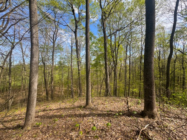 Tract 13 - Albany Woods property photo