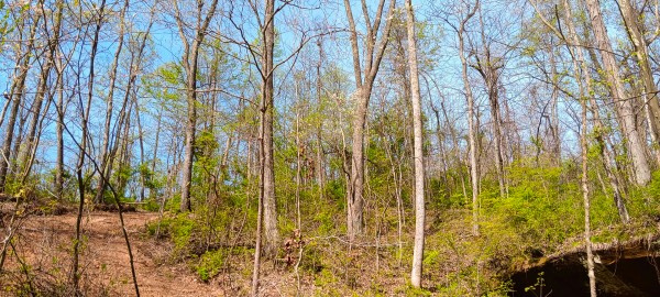 Tract 3 at Crown Wildlife Retreat property photo