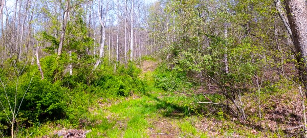 Tract 3 at Crown Wildlife Retreat property photo